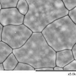 Electrolyte Substrate