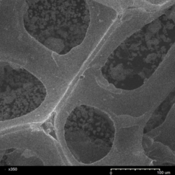 Graphene on Nickel Foam (Three-Dimensional CVD Graphene) (5 cm x 10 cm) – view 2