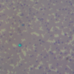 Molybdenum Diselenide (MoSe2) on 2-Inch Sapphire Wafer – view 2