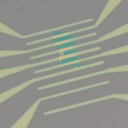 WS2 FET Device